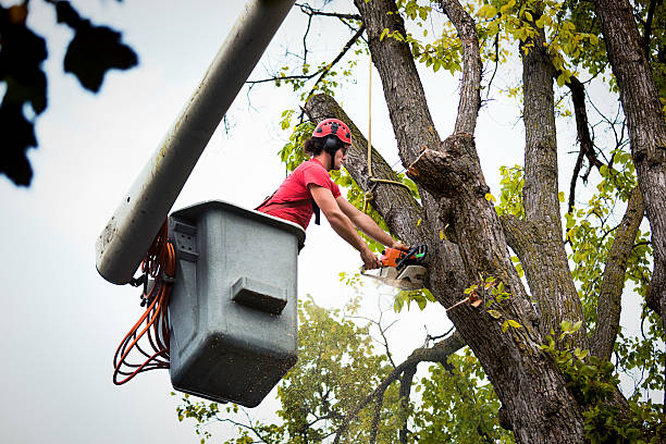 How Our Tree Care Process Works  in Woodville, FL